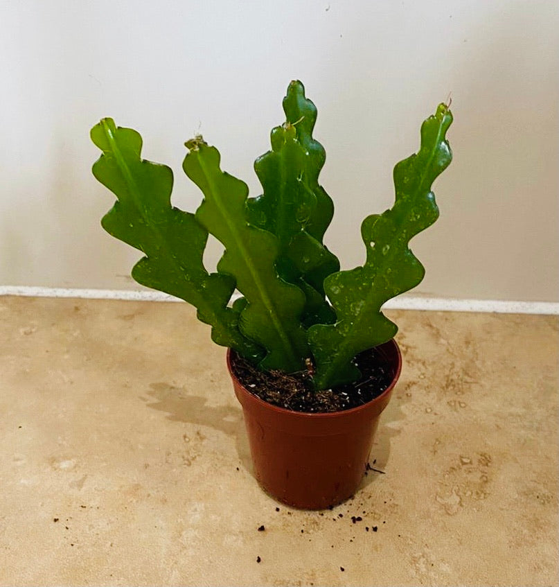 Epiphyllum Anguliger Fishbone Cactus 5.5cm Pot Cassandra's Plants