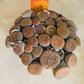 Lithops Hookeri Casaandra's Plants
