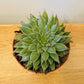 Graptopetalum Filiferum 5.5cm Pot Cassandra's Plants