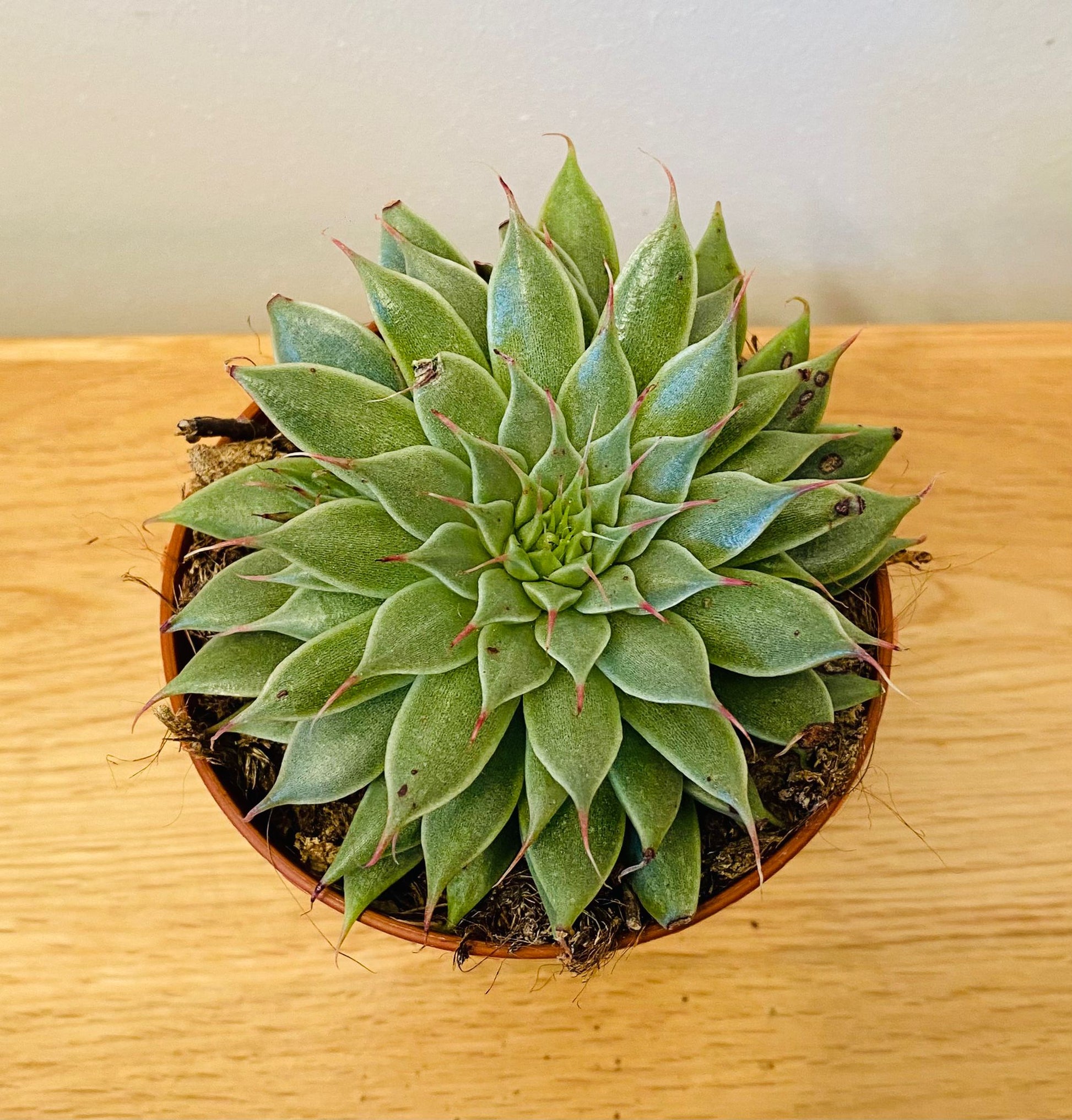 Graptopetalum Filiferum 5.5cm Pot Cassandra's Plants