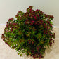 Crassula Schmidtii 11cm pot Cassandra's Plants