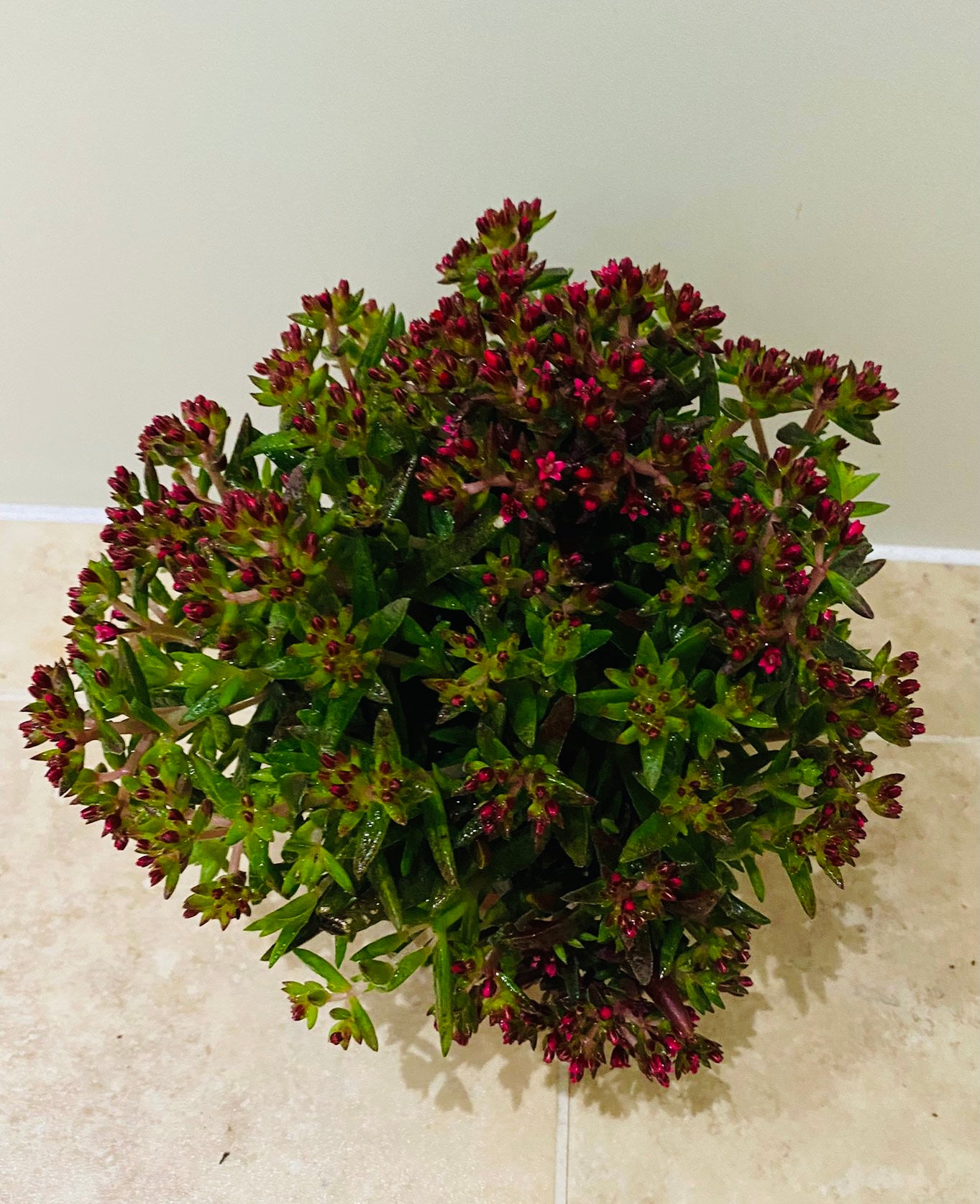 Crassula Schmidtii 11cm pot Cassandra's Plants