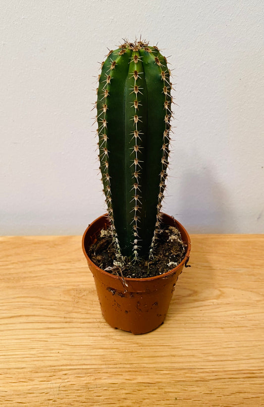 Pachycereus Marginatus in 5.5cm Pot Cassandra's Plants