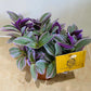 Tradescantia Sweetness Cassandra's Plants