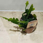 Epiphyllum Anguliger Fishbone Cactus 12cm Pot Cassandra's Plants
