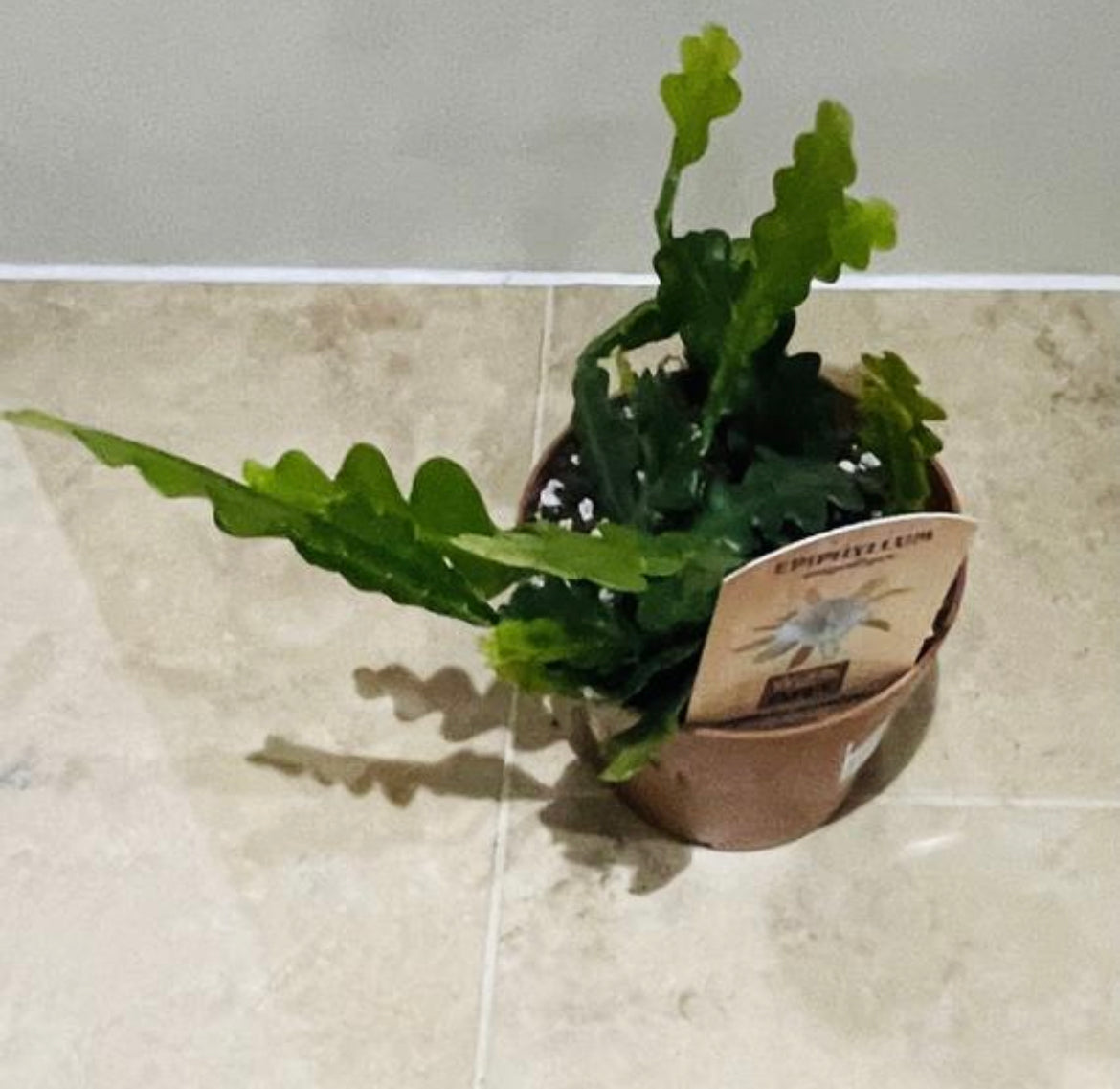 Epiphyllum Anguliger Fishbone Cactus 12cm Pot Cassandra's Plants