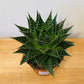 Gasteraloe Aurora in a 10.5cm pot Cassandra's Plants