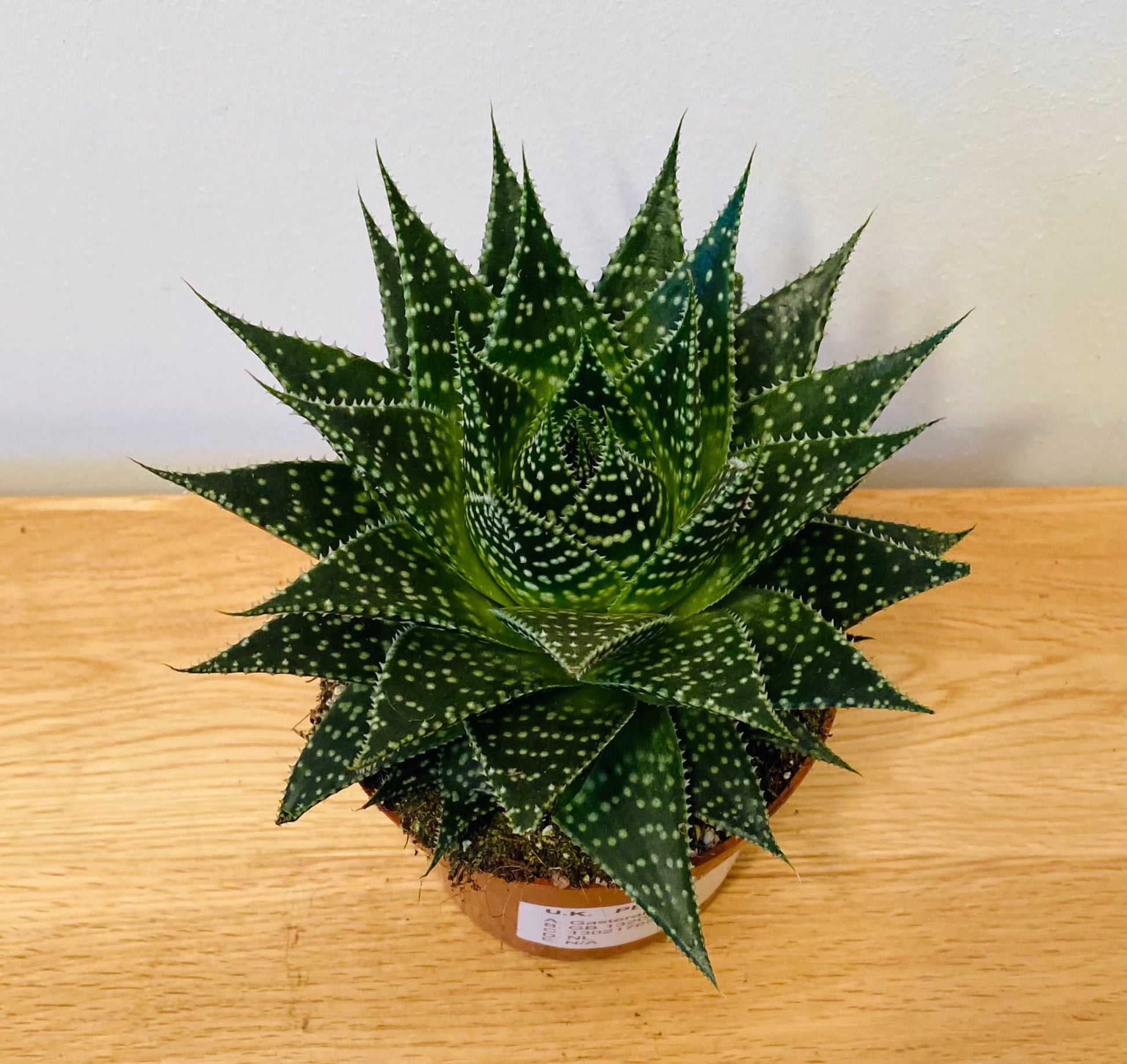 Gasteraloe Aurora in a 10.5cm pot Cassandra's Plants