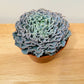 Echeveria Shaviana Curly Pearl in 12cm Pot Cassandra's Plants