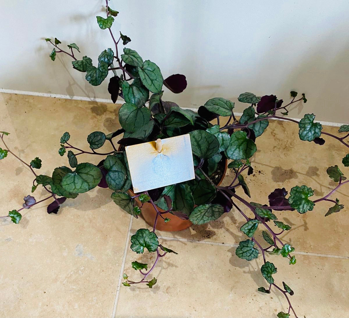 Senecio Mikanoides in a 12cm pot Cassandra's Plants