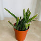 Rhipsalis Pilocarpa Cassandra's Plants