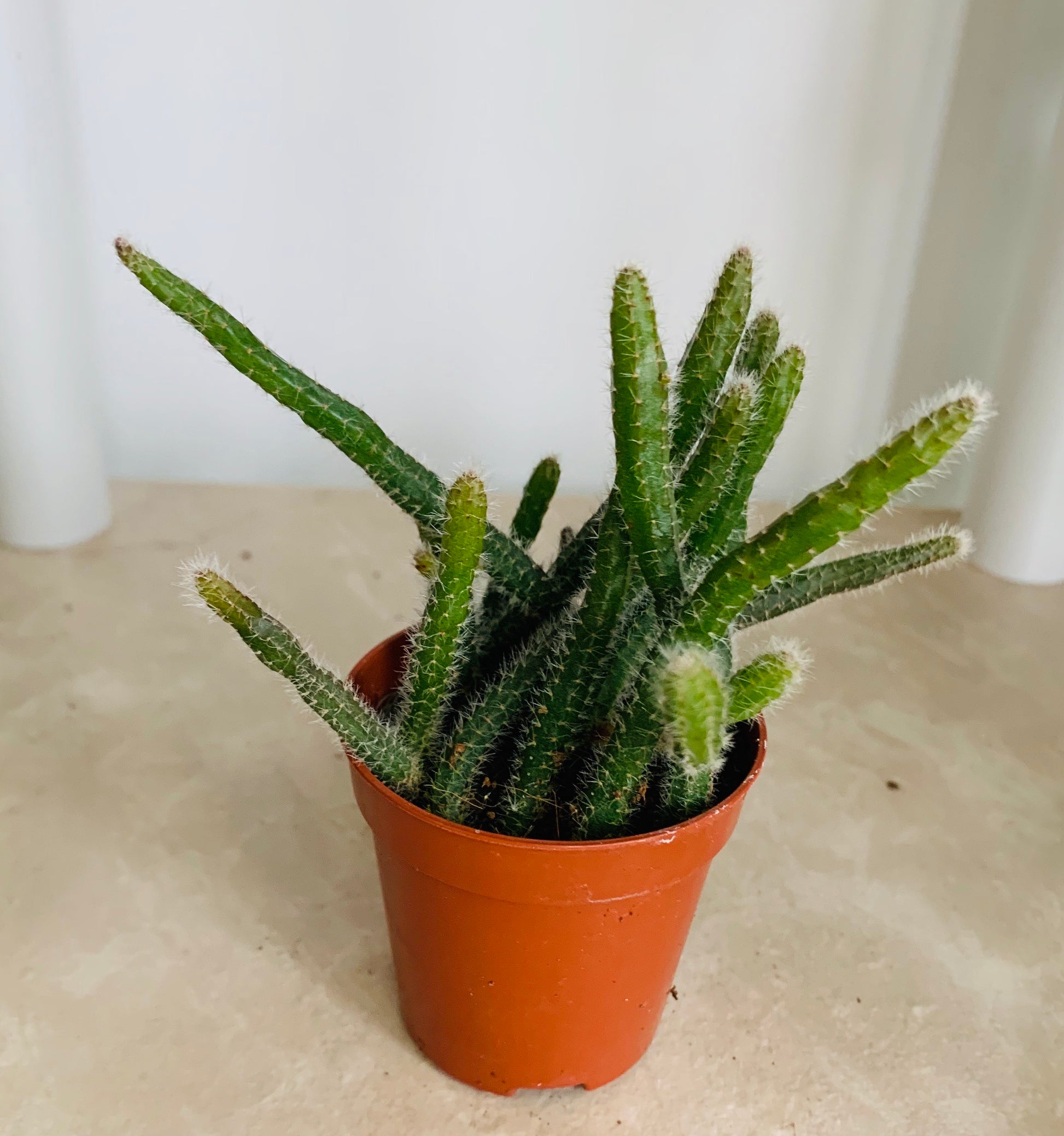 Rhipsalis Pilocarpa Cassandra's Plants