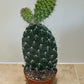 Opuntia Pylana/Pailana 10.5cm pot Cassandra's Plants
