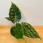 Alocasia Wentii