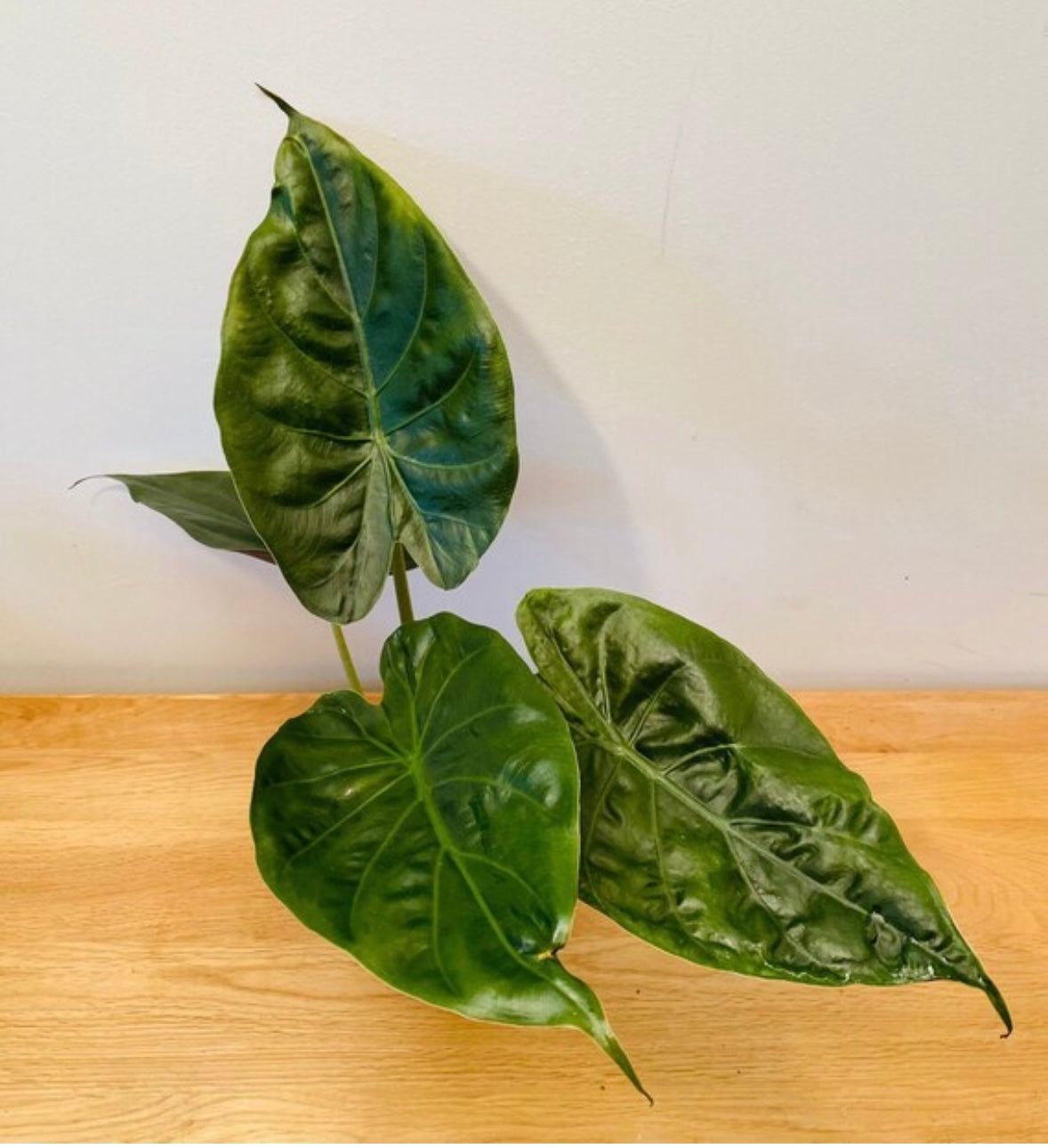 Alocasia Wentii