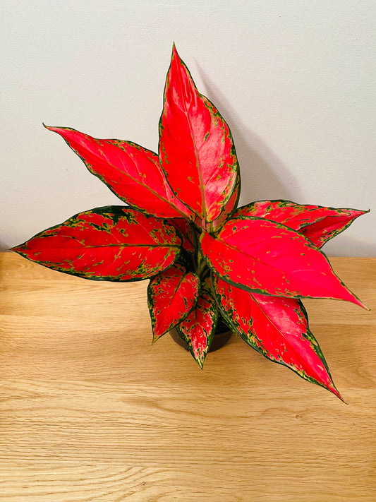 Aglaonema Cherry Baby Pink 12cm Pot Cassandra's Plants