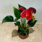 Anthurium Adraeanum Red Flamingo Flower Plant in a 7cm pot Cassandra's Plants