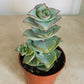 Crassula Perforata Ivory Tower 5.5cm Pot Cassandra's Plants 