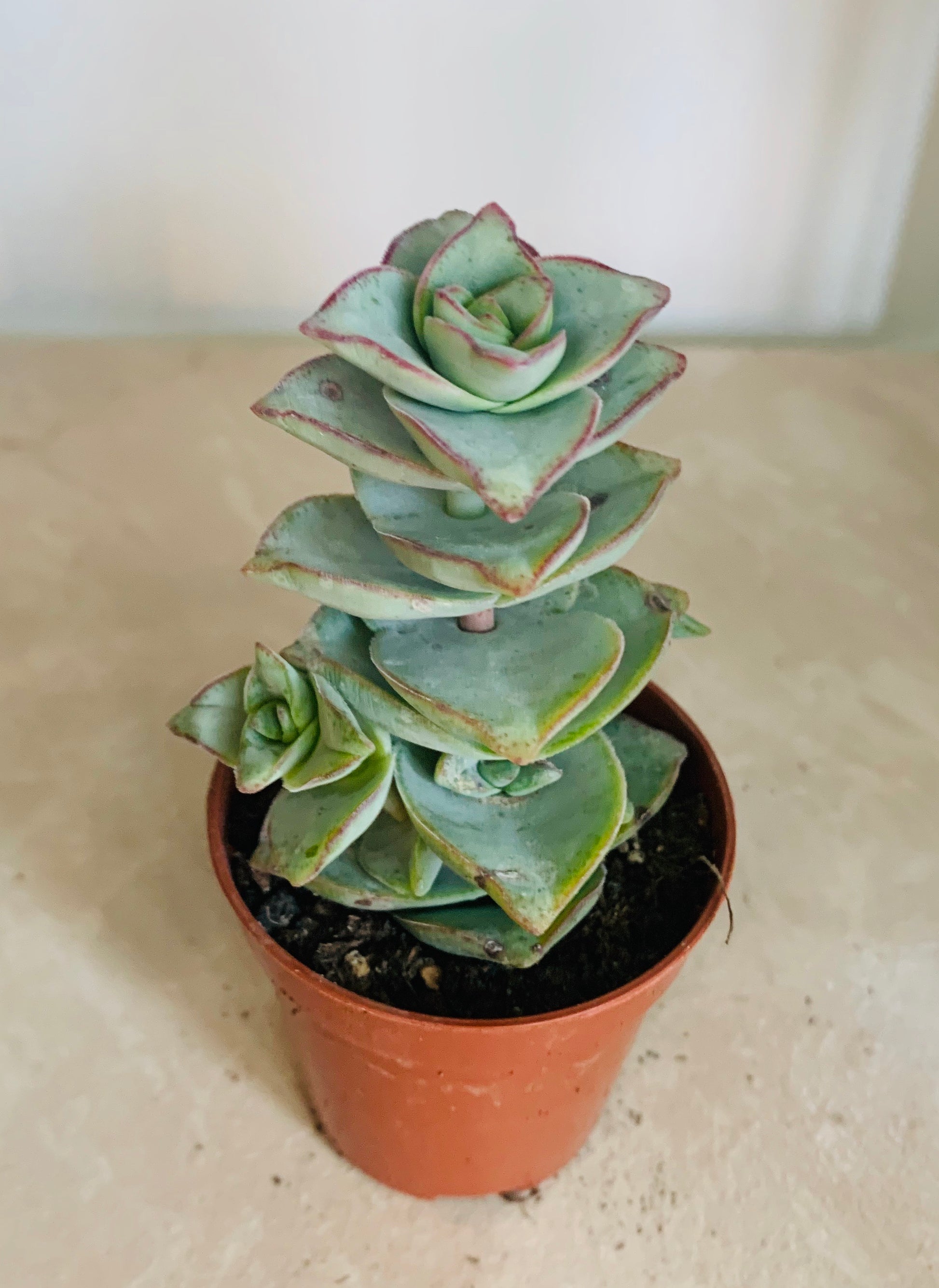 Crassula Perforata Ivory Tower 5.5cm Pot Cassandra's Plants 