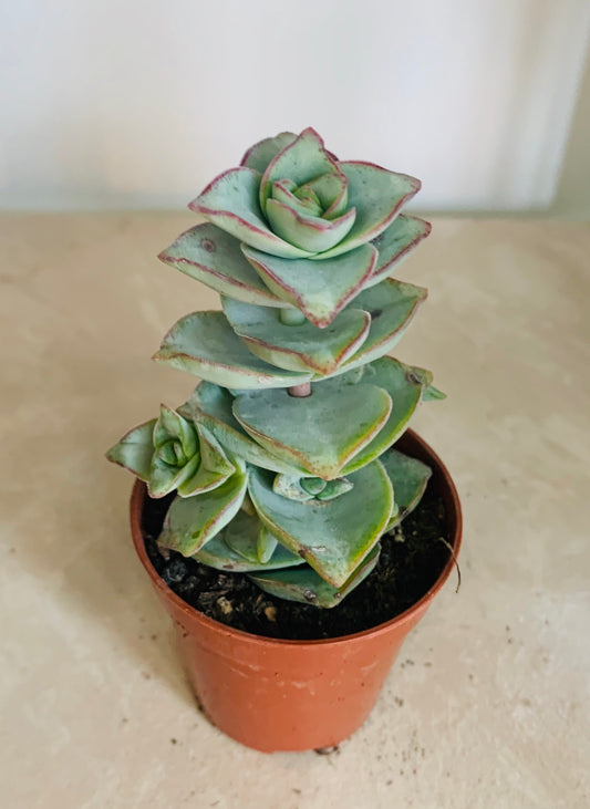 Crassula Perforata Ivory Tower 5.5cm Pot Cassandra's Plants 