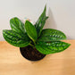 Monstera Karstenianum Peru in a 12cm pot Cassandra's Plants