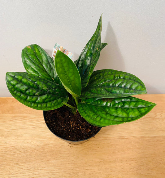 Monstera Karstenianum Peru in a 12cm pot Cassandra's Plants