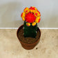 Gymnocalycium Mihanovichii Red and Orange Moon Cactus in a 8cm pot Cassandra's Plants