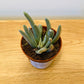 Senecio Scsposis in a 5.5cm Pot Cassandra's Plants