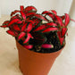 Fittonia Verschaffetii Forest Flame in 7cm pot Cassandra's Plants