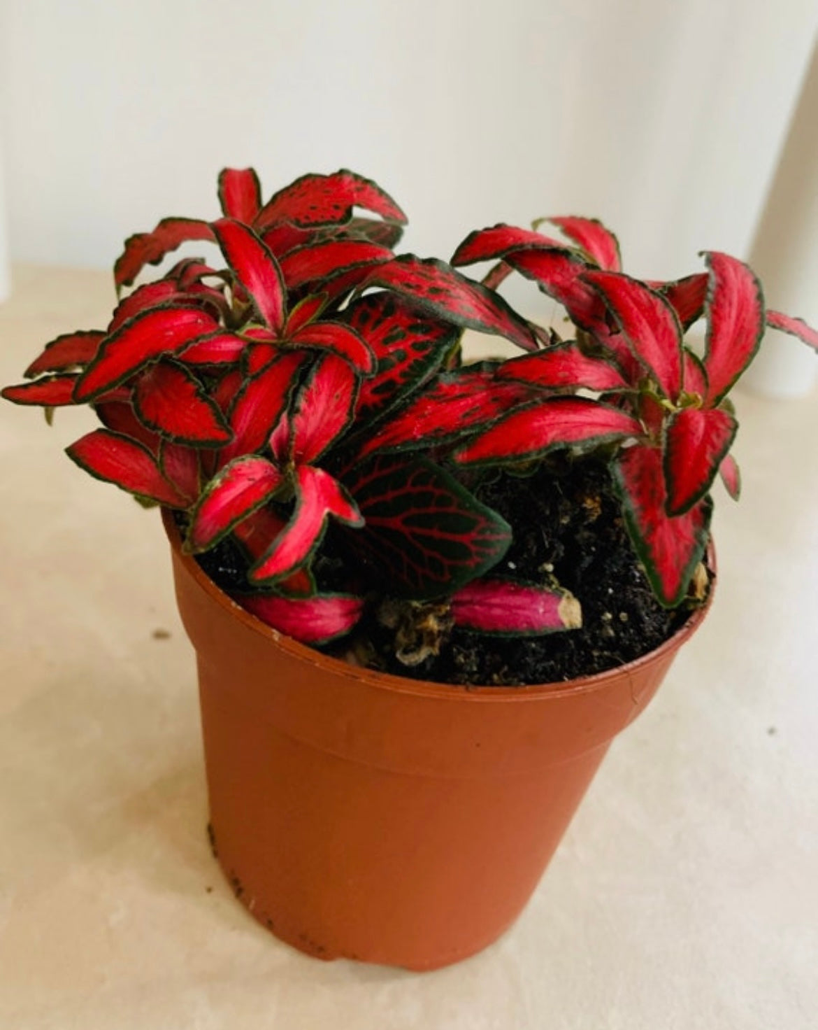 Fittonia Verschaffetii Forest Flame in 7cm pot Cassandra's Plants