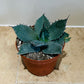 Agave Ovatifolia 12cm Pot Cassandra's Plants