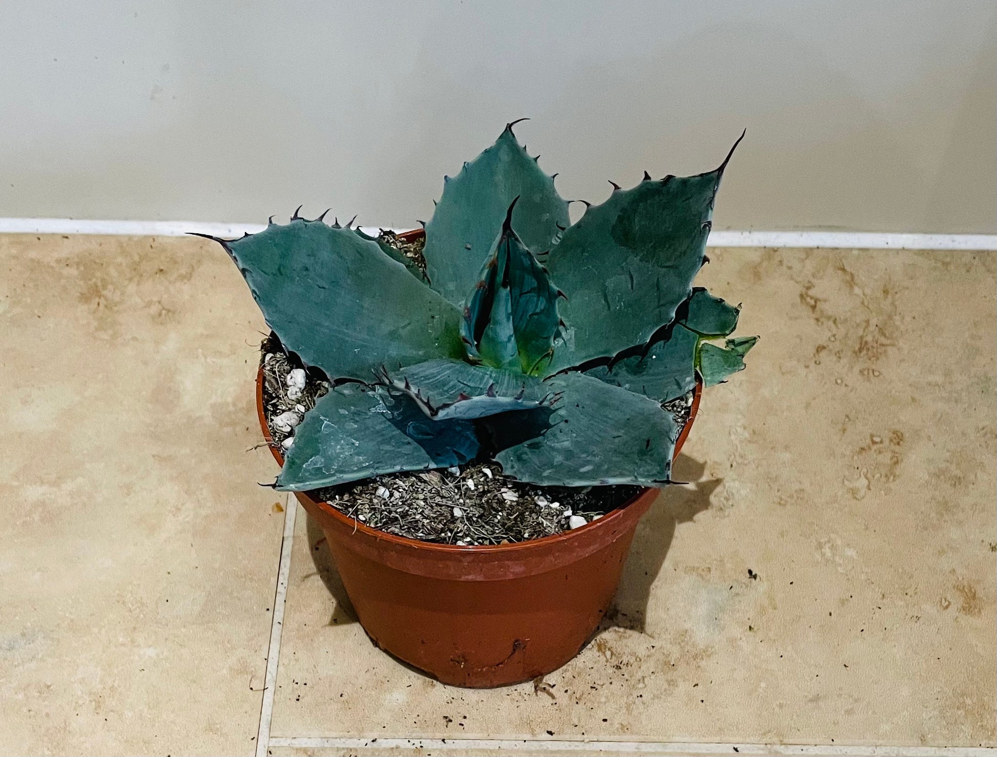 Agave Ovatifolia 12cm Pot Cassandra's Plants