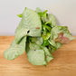 Syngonium Confetti in a 12cm Pot Cassandra's Plants