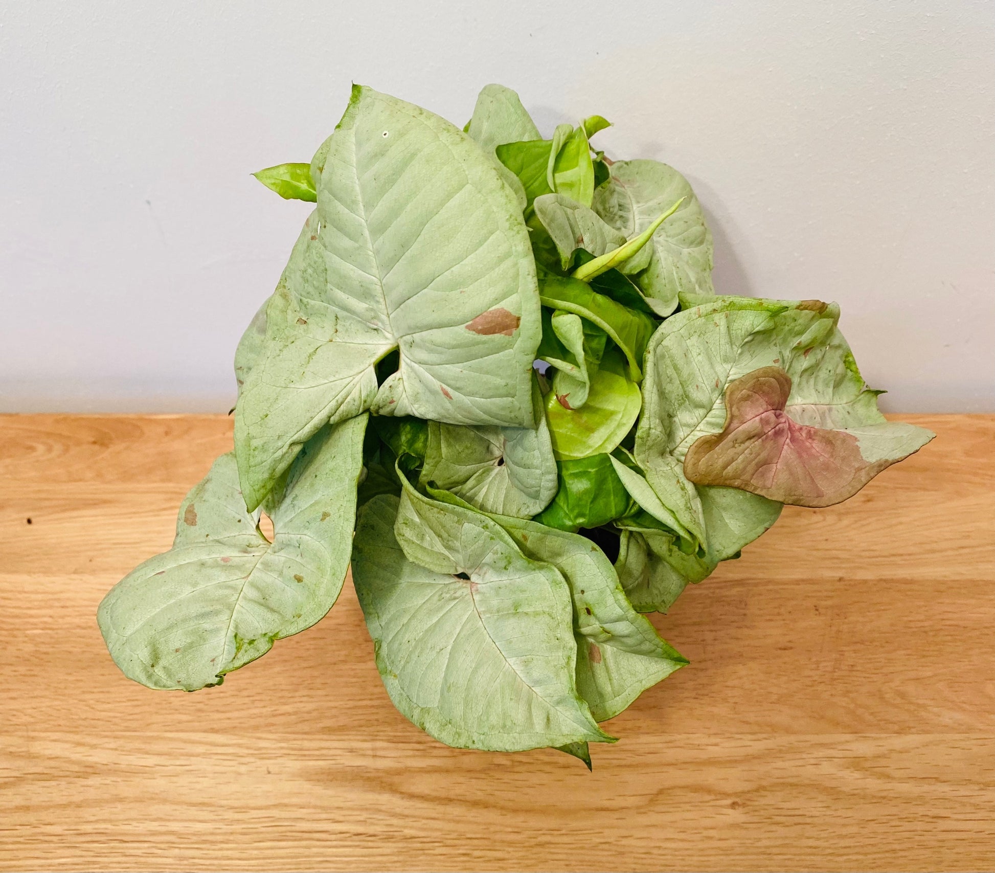 Syngonium Confetti in a 12cm Pot Cassandra's Plants