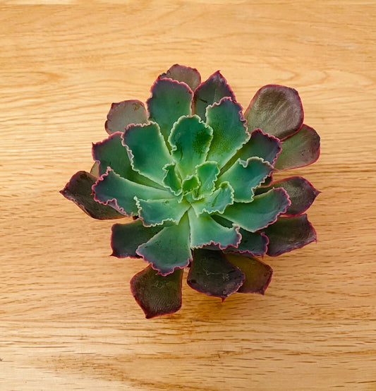 Echeveria Neon Breakers in 5.5cm Pot Cassandra's Plants