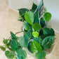 Philodendron Scandens Sweetheart Cassandra's Plants