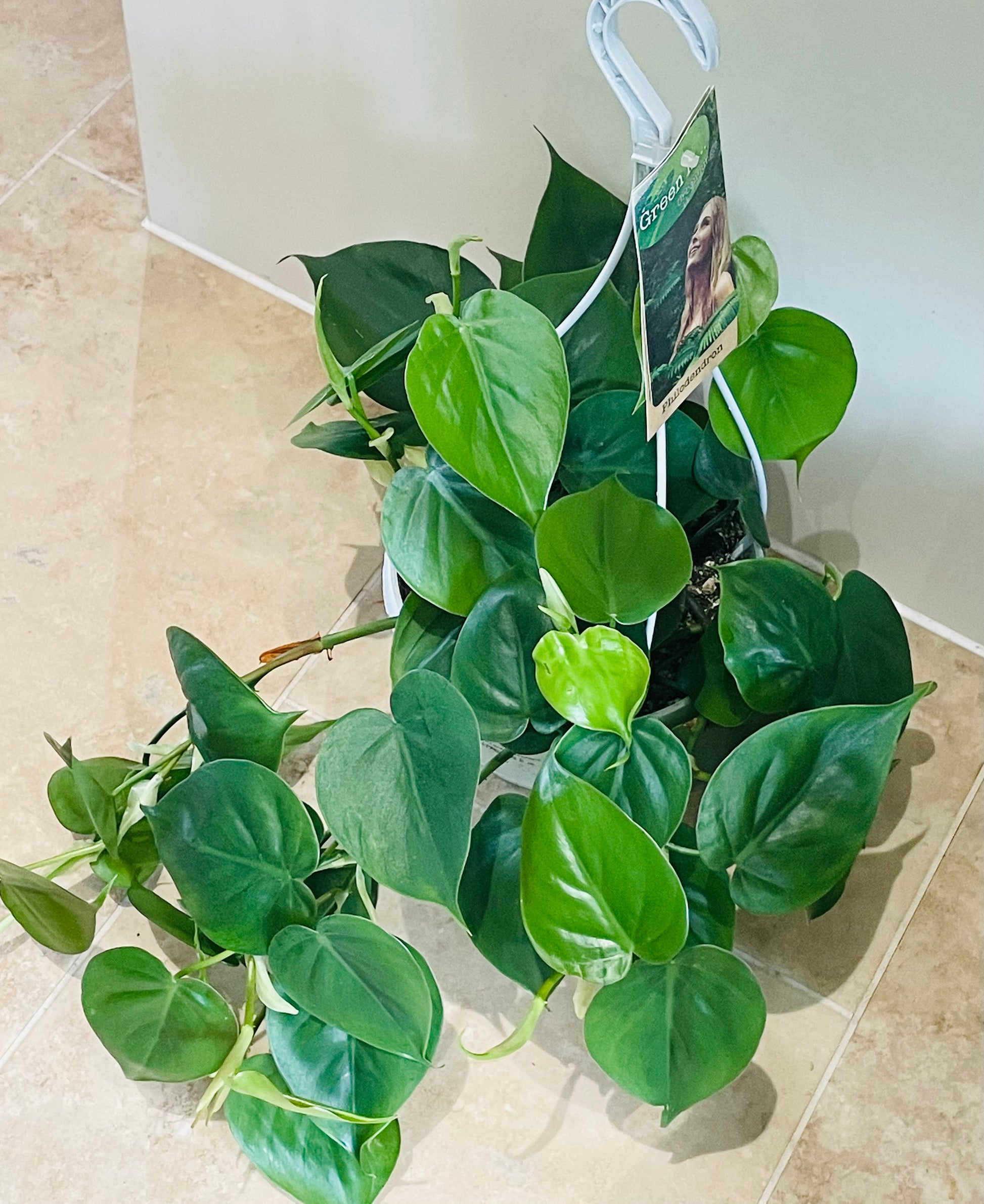Philodendron Scandens Sweetheart Cassandra's Plants