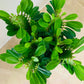 Euphorbia Trigona African Milk Tree Cassandra's Plants