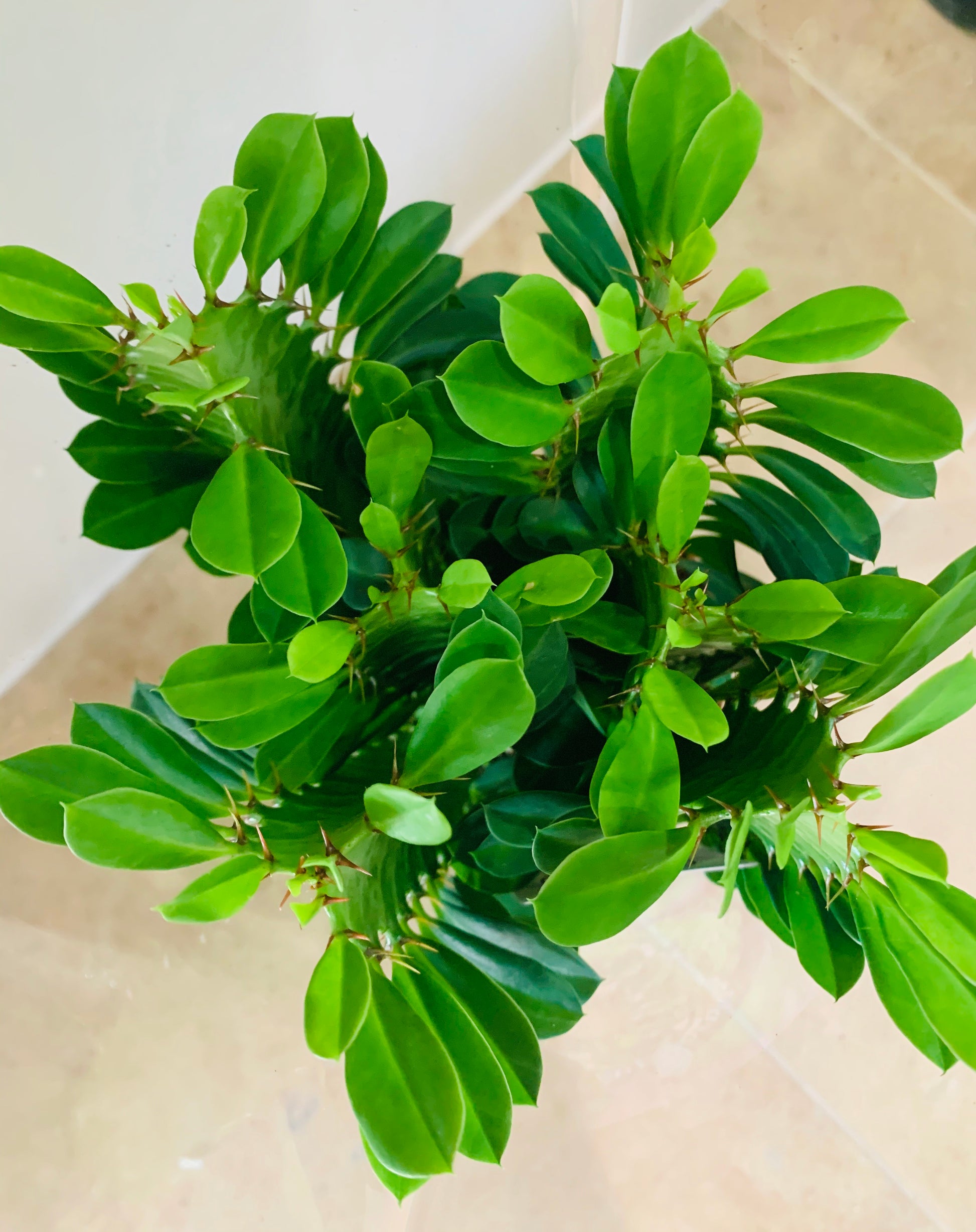 Euphorbia Trigona African Milk Tree Cassandra's Plants