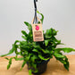 Epiphyllum Guatemalense Curly Locks 15cm Hanging Pot Cassandra's Plants