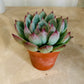 Echeveria Chihuahuaensis 5.5cm Pot Cassandra's Plants