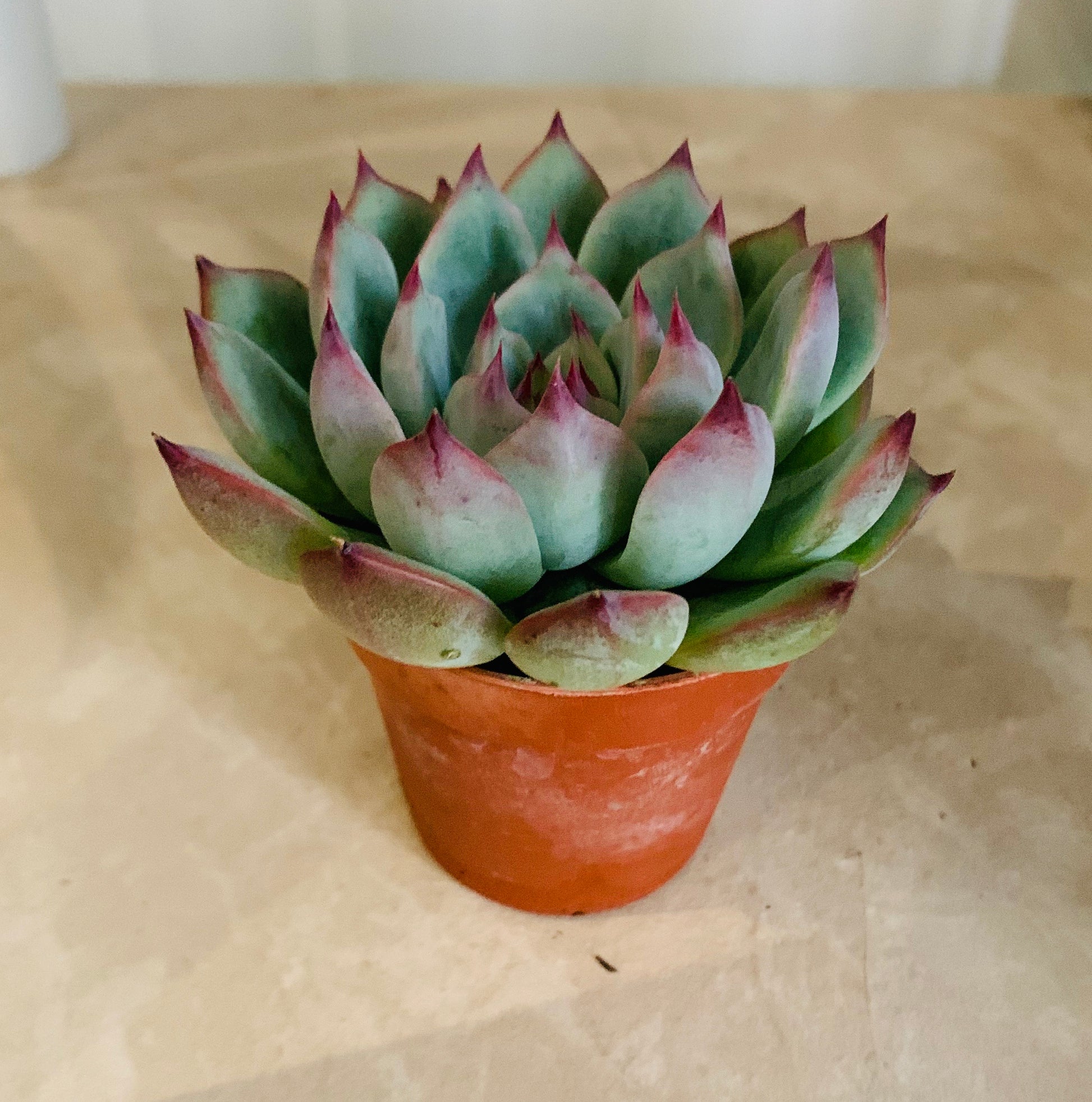 Echeveria Chihuahuaensis 5.5cm Pot Cassandra's Plants