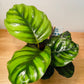 Calathea Fasciata Borrusica 12cm Pot Cassandra's Plants