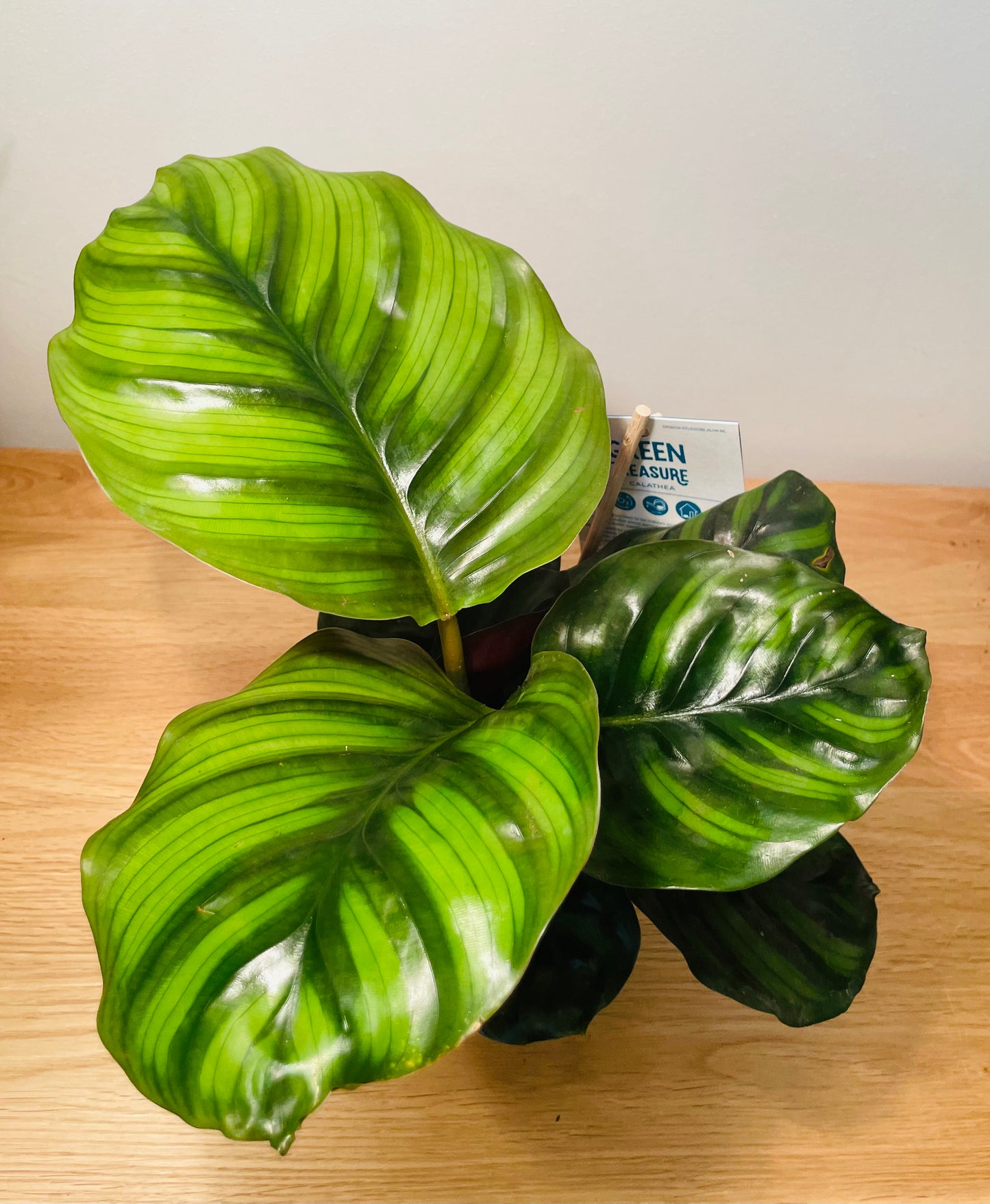 Calathea Fasciata Borrusica 12cm Pot Cassandra's Plants