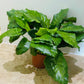 Calathea Musaica / Network 14cm Pot Cassandra's Plants