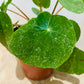 Pilea Peperomioides Sugar Cassandra's Plants