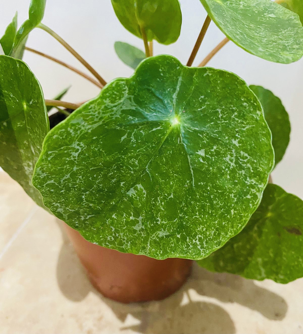 Pilea Peperomioides Sugar Cassandra's Plants