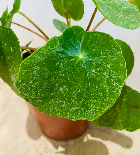 Pilea Peperomioides Sugar Cassandra's Plants