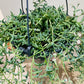 Senecio Peregrinus String of Dolphins Cassandra's Plants