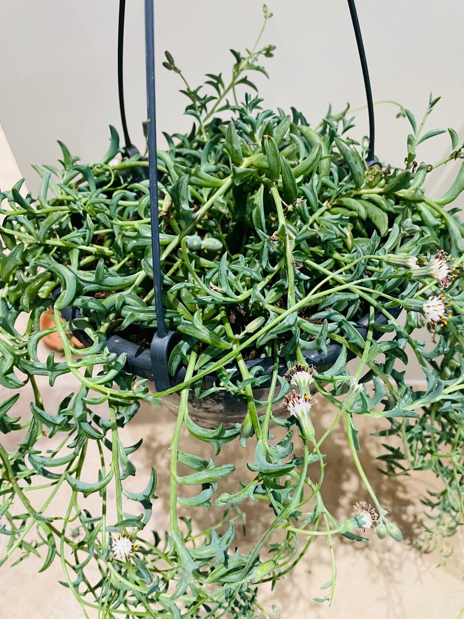Senecio Peregrinus String of Dolphins Cassandra's Plants